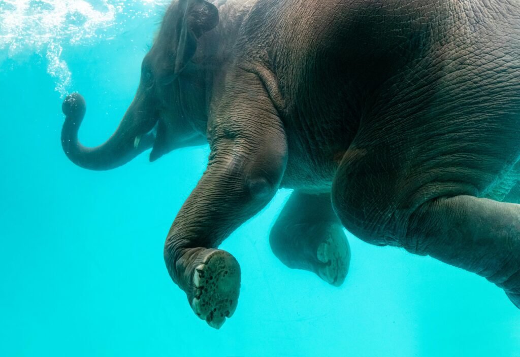 Elefante en el agua